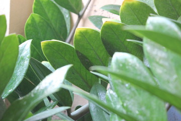 green plant in the garden