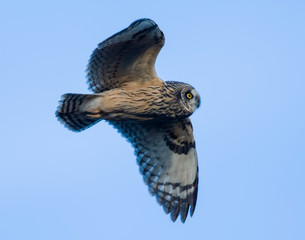Short-eared Owl in flight