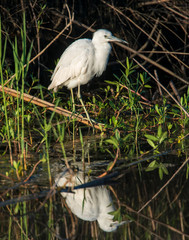 Immature Little Blue Heron