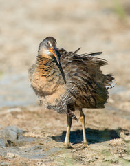 King Rail