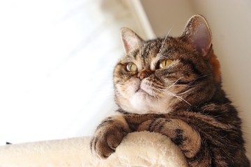 左視線強面猫アメリカンショートヘアー