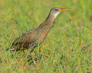 King Rail