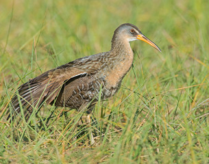 King Rail