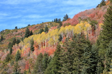 Aspen Grove in Autumn, Big Cottonwood Canyon, Utah