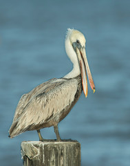 Brown Pelican