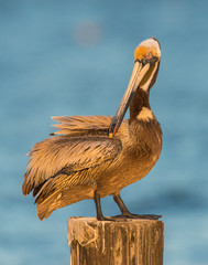 Brown Pelican
