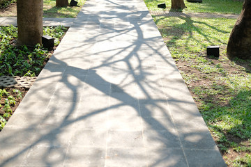 branch tree shadow on walkway pathway in garden