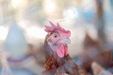 A chicken farm, a chicken that was trapped in Kong.