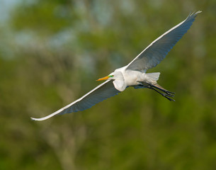 Great White Egret in flight
