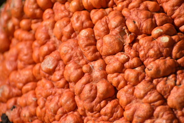 close up of pumpkin