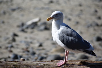 seagull on the beach