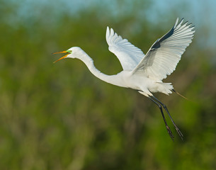 Great White Egret in flight