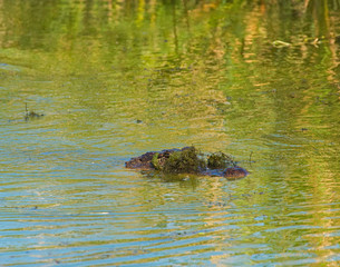 Texas Alligator