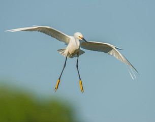 Snowy Egret