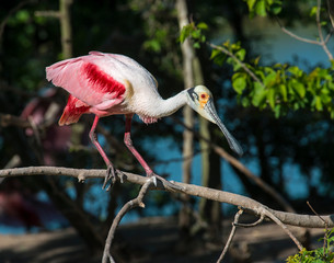 Roseate Spoonbill