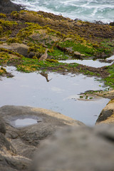 ave marina en descanso