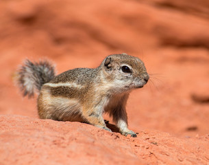 Golden Mantled Ground Squirrel