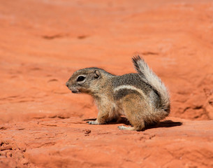 Golden Mantled Ground Squirrel