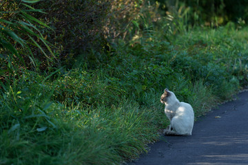 Meditating cat with light