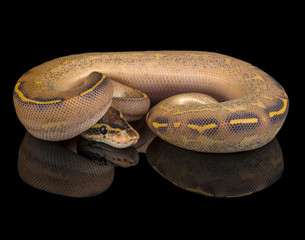 Highway Ball Python