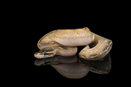 Highway Ball Python