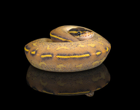 Highway Ball Python