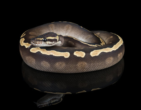 Mojave GHI Ball Python
