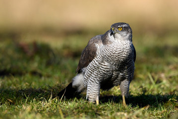 Northern goshawk (Accipiter gentilis) close up
