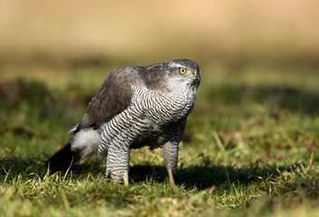 Northern goshawk (Accipiter gentilis) close up