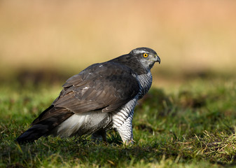 Northern goshawk (Accipiter gentilis) close up