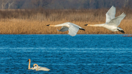 Trumpeter Swan in flight