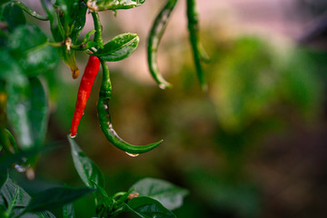Red and green chillies