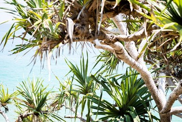 Palm Trees At The Beach