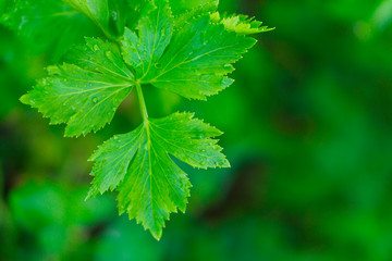Coriander leaves with water droplets
