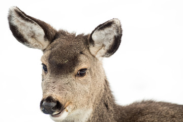 Give me a Smile - Mule Deer Fawn - Head Portrait