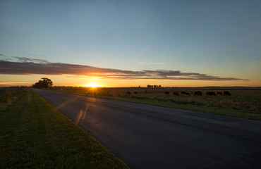 Sunset on the pasture fields , in Mar del PLata , Buenos Aires , Argentina                      