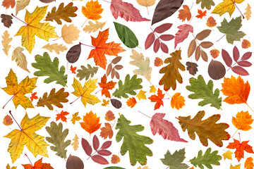 Autumn background. Collage of dry autumn leaves on a white background