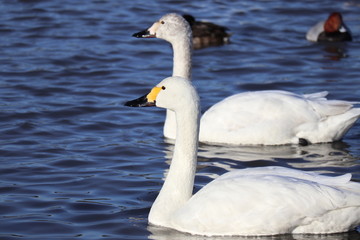 swan on lake