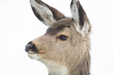 Mule Deer - Looking Alert - Facial Expression