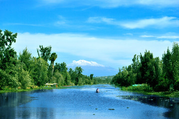 landscape with trees in Xochimilco Lake, Mexico