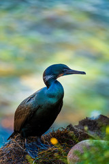 Nesting black cormorant bird with blue eyes sitting by the water at the rocky cliffs of La Jolla Cove, San Diego, California