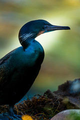 Nesting black cormorant bird with blue eyes sitting by the water at the rocky cliffs of La Jolla...