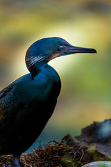 Nesting black cormorant bird with blue eyes sitting by the water at the rocky cliffs of La Jolla Cove, San Diego, California