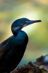 Nesting black cormorant bird with blue eyes sitting by the water at the rocky cliffs of La Jolla Cove, San Diego, California