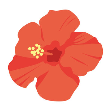 ハイビスカス Images Browse 13 939 Stock Photos Vectors And Video Adobe Stock