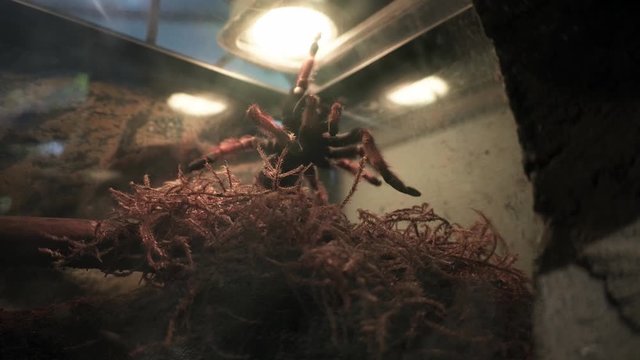 Very scary looking big black spider with red striped legs under aquarium light moves it's lefs