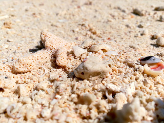 closeup and crop piece of Corals and shells on the beach 