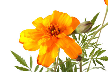 Growing marigold isolated on white