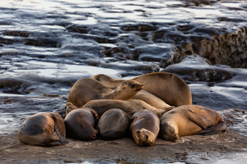 Group of cute cuddling sea lions on the beach by the water of La Jolla Cove, San Diego, California