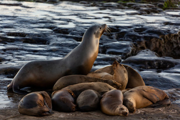 Group of cute cuddling sea lions on the beach by the water of La Jolla Cove, San Diego, California